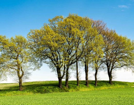 Waldom partners with Molex to plant 160,000 trees